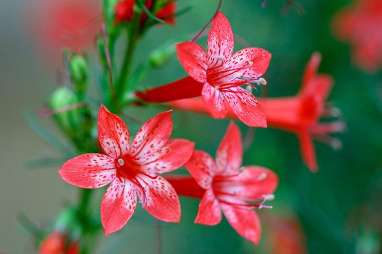 Standing Cypress Seeds Ipomopsis rubra Free Shipping!