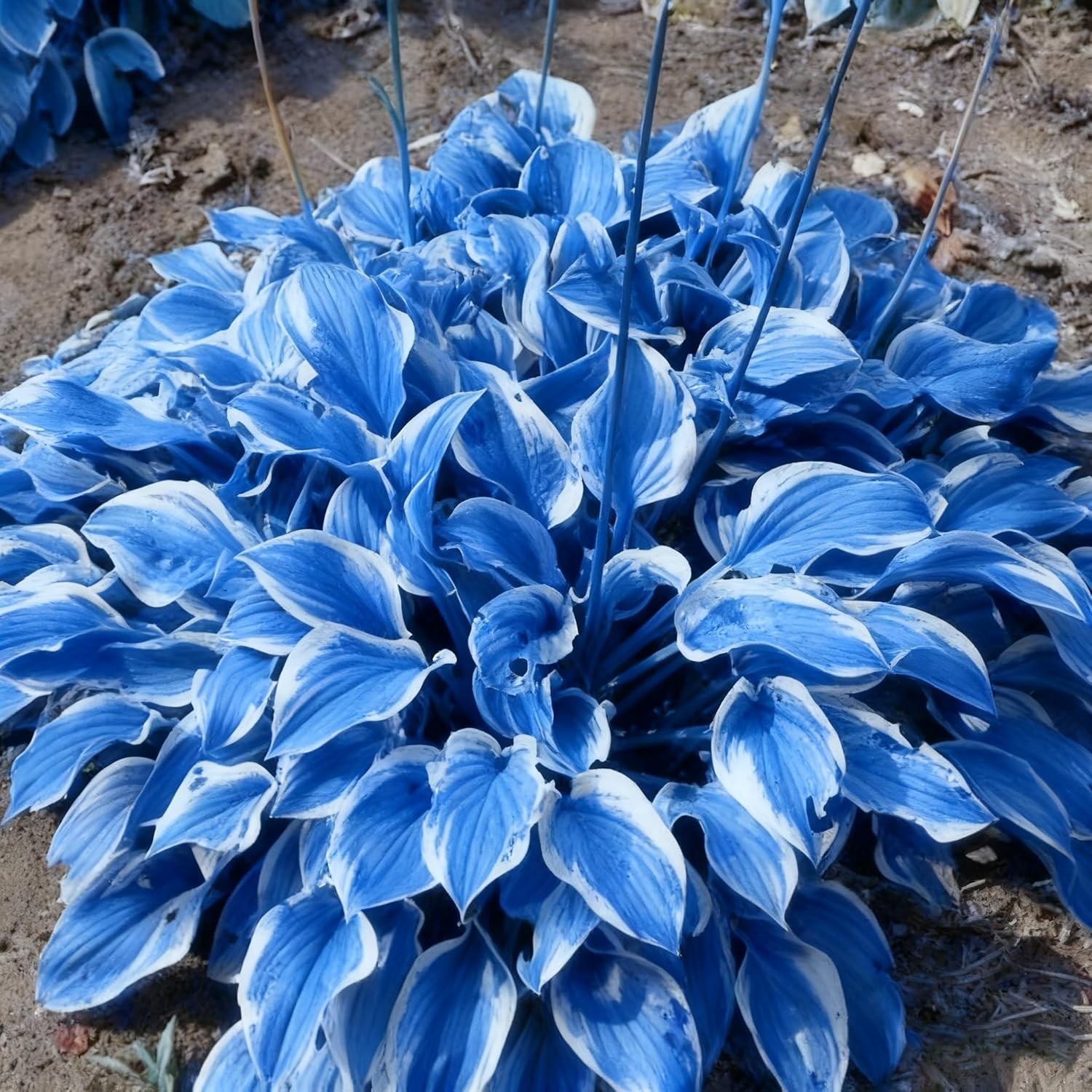 200+ Mixed Perennial Hosta Seeds for Shade Garden & Pollinator Attraction
