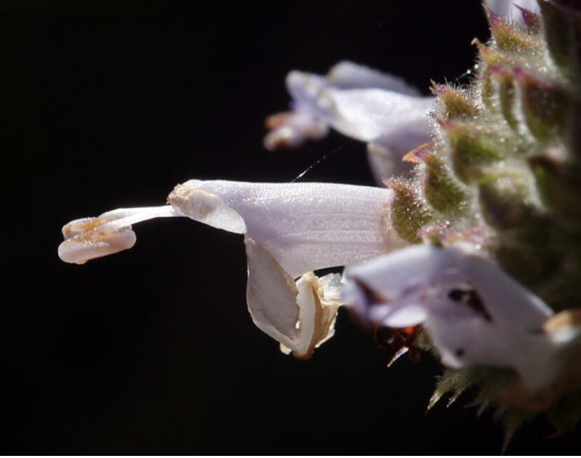 Black Sage/ Salvia Mellifera 100+ Seeds 2023 – USA