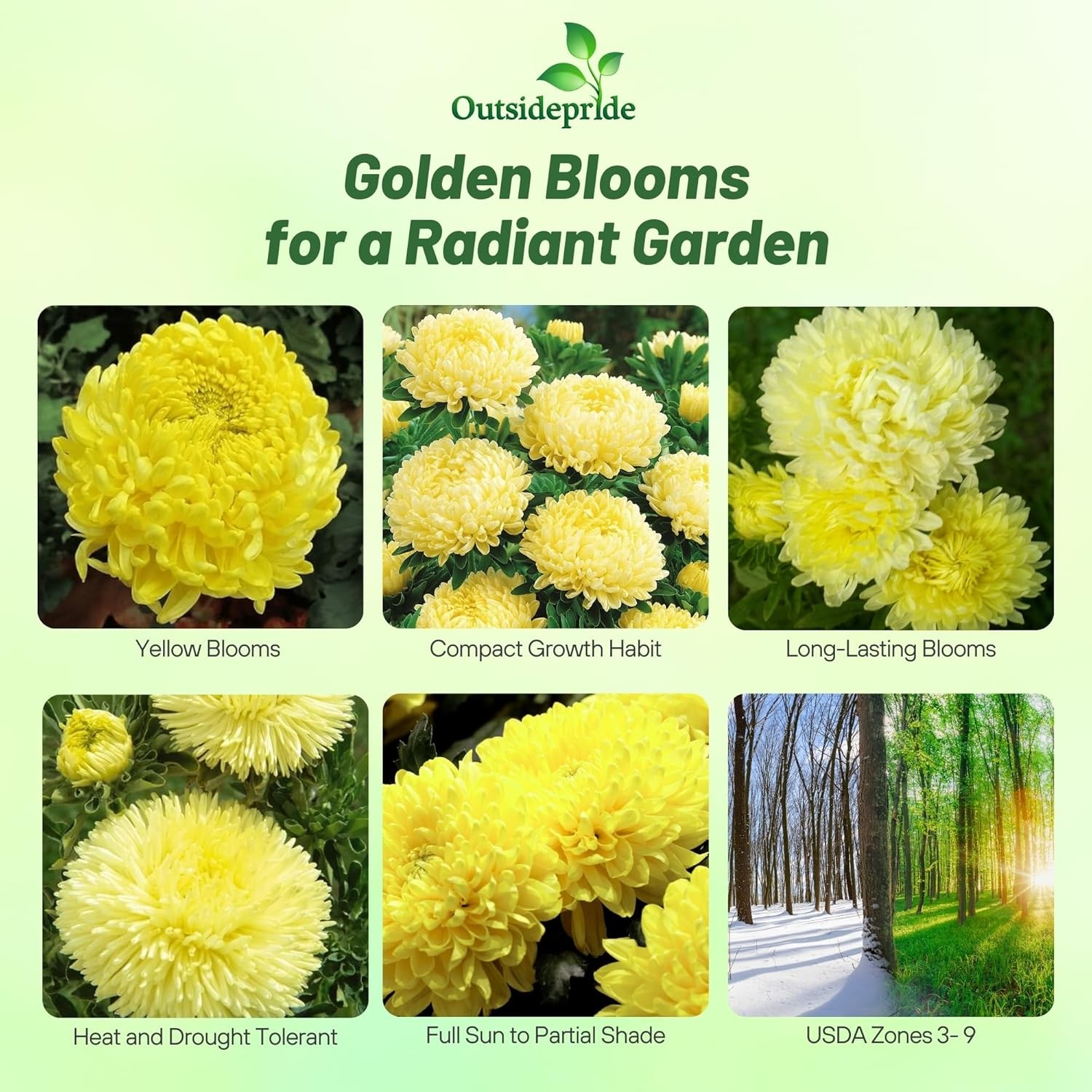 1000 Seeds Aster Seeds – Aster Callistephus Yellow Flower Seed