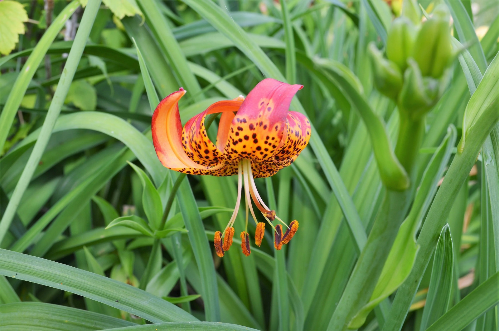 10 LEOPARD LILY California Tiger Lilium Pardalinum Yellow Orange Red Flower Seed
