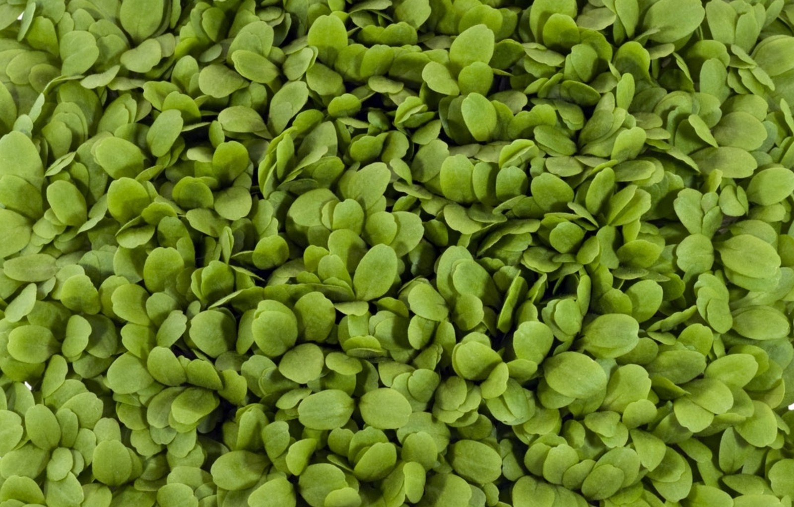 75,000+ Microgreens Seeds- Mega Assortment- Non-GMO- 7 Heirloom Varieties