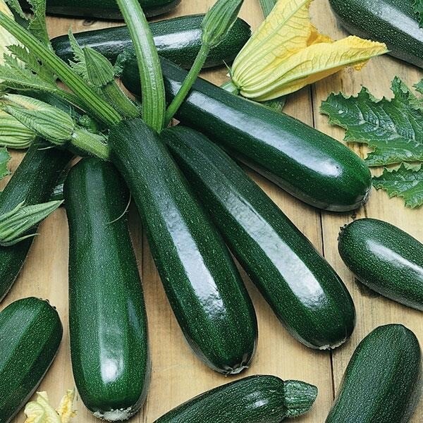 Dark Green Zucchini Squash, 25 Seeds. Heirloom ~ Organic .~ Non-Gmo. USA.