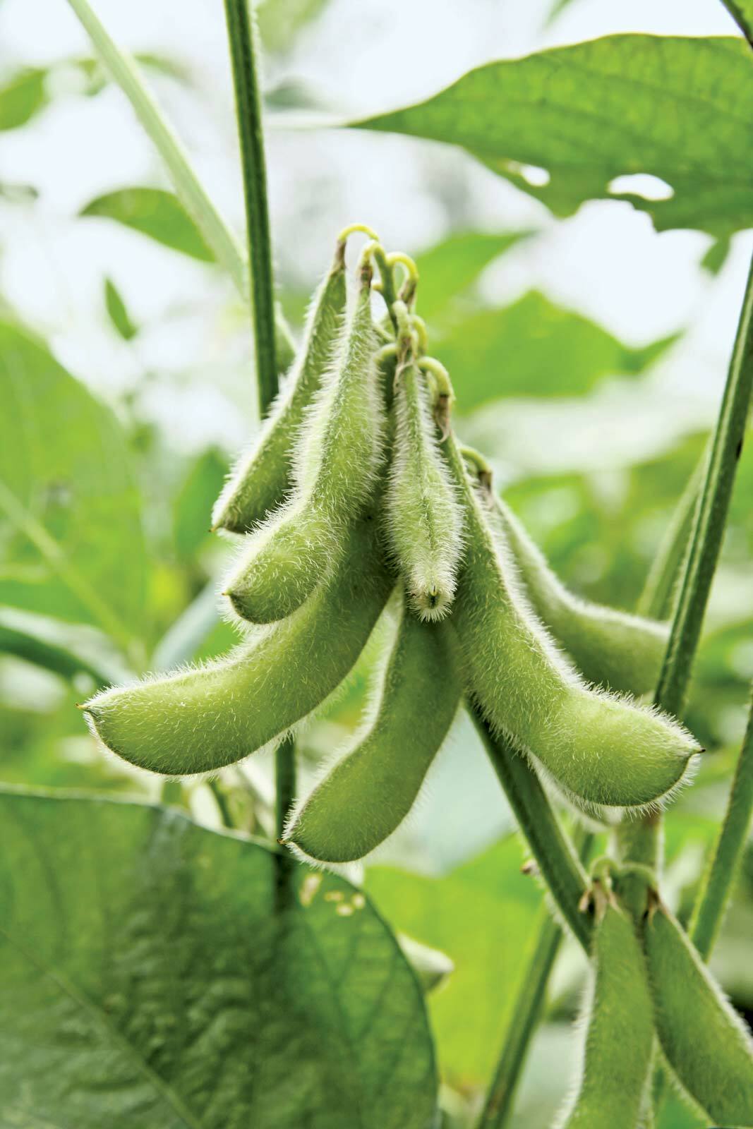 Bulk Soy Bean Seeds | USA Vegetable Soybeans Planting or Eating Cover Crop 2024