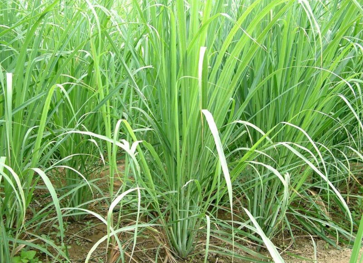 200+ SEEDS-Lemon Grass Seeds I Non-GMO I Buy2Get1FREE