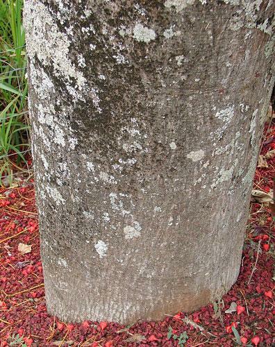 Brachychiton acerifolius | Flame or Lacebark Tree | 10 Seeds