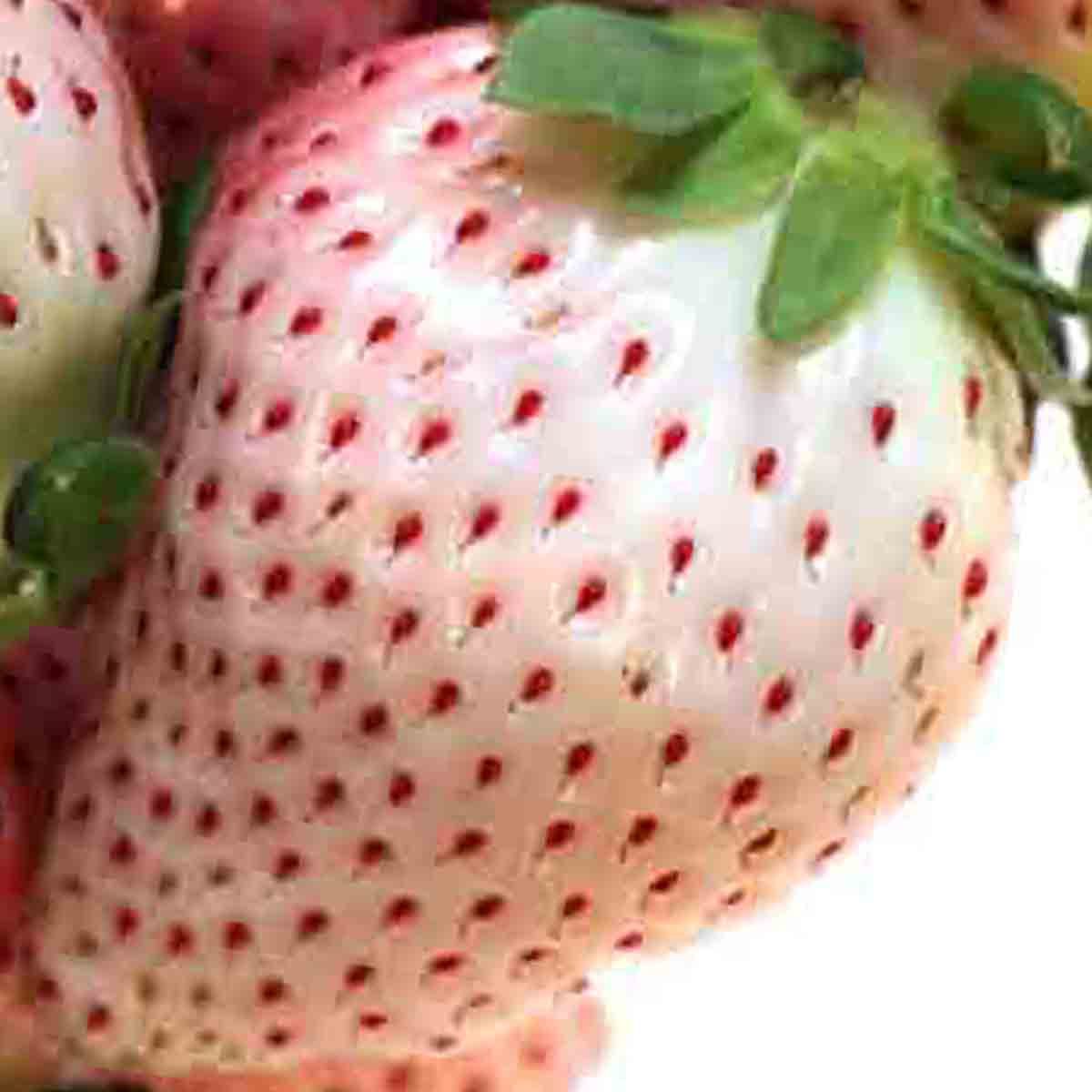 WHITE WONDER STRAWBERRY 100 SEEDS AUTUMN PERENNIAL HEIRLOOM NON-GMO FRUIT USA