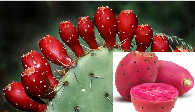 RARE CACTUS PEAR Fruit Tree(10 SEEDS) – Combined Shipping Discount (USA seller )