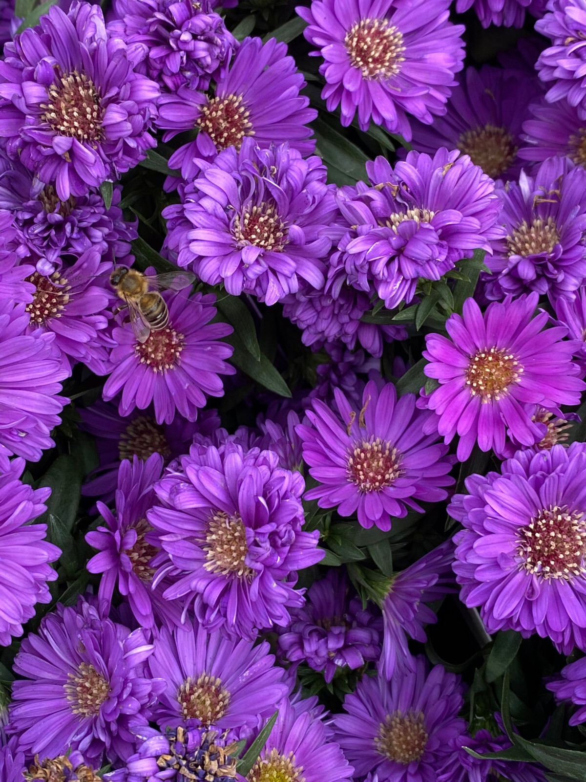 25+ Purple Gem Marigold Seeds for Garden Planting – USA – FREE SHIPPING!