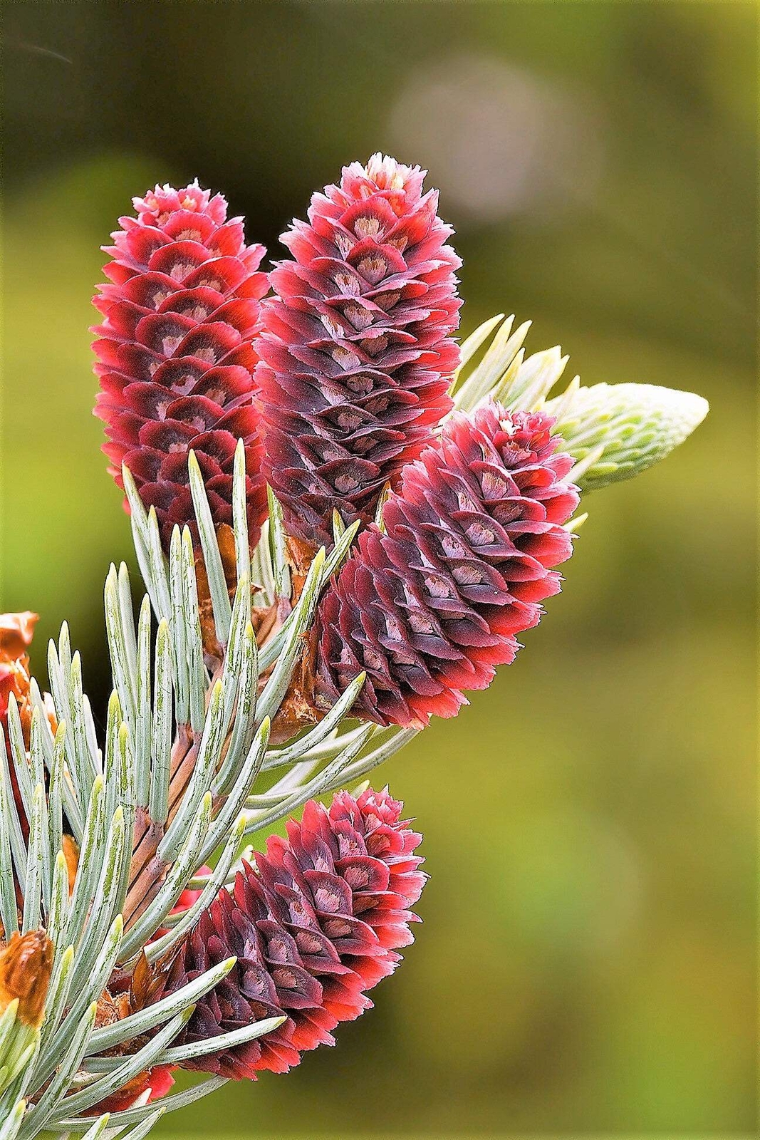 50 Colorado BLUE SPRUCE Tree Picea Pungens Glauca Christmas Tree Silver Seeds