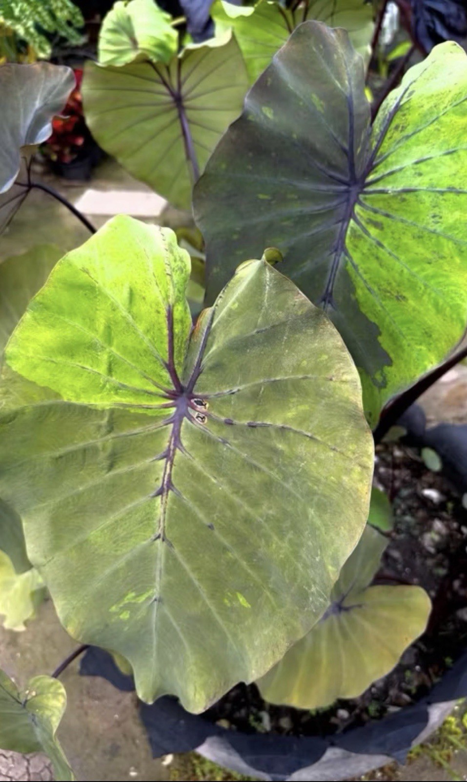 Authentic Colocasia Bushido 1 bulb