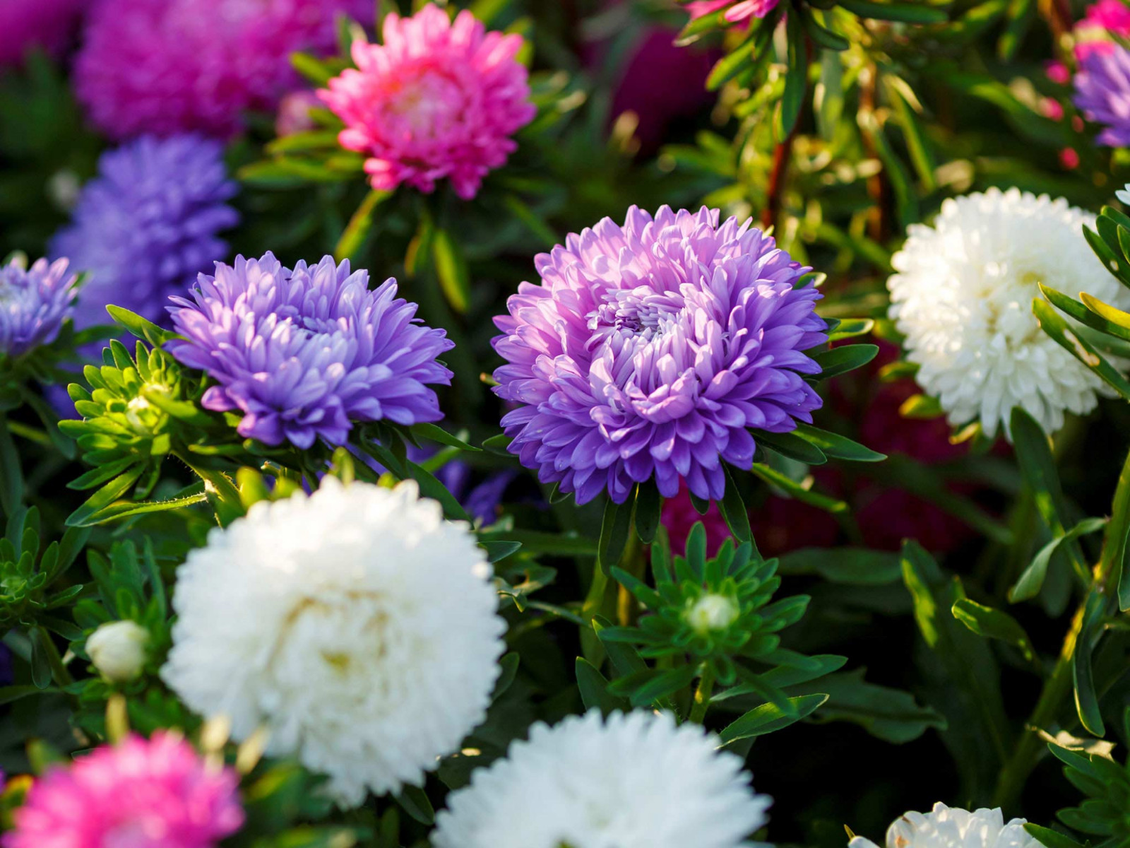 20 Seeds| Aster Seeds (Dwarf) – Colour Carpet Mix