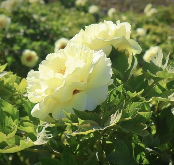 10 Golden yellow peony seeds, emitting a pleasant fragrance. Free shipping