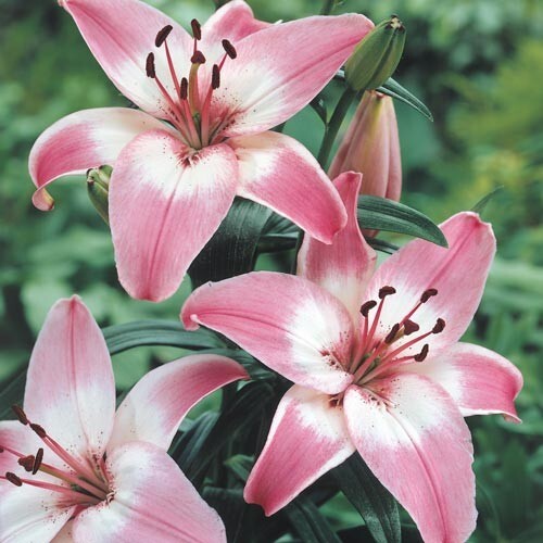 2 – Rosella’s Dream ASIATIC LILY Live Flower Bulbs * ATTRACTS BUTTERFLIES