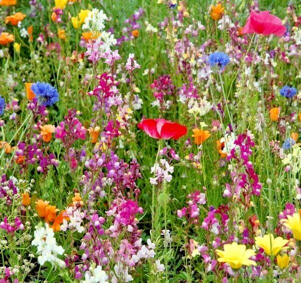2001+POLLINATOR MIX Seeds 17 Native Wildflowers Annual Perennial Garden Easy