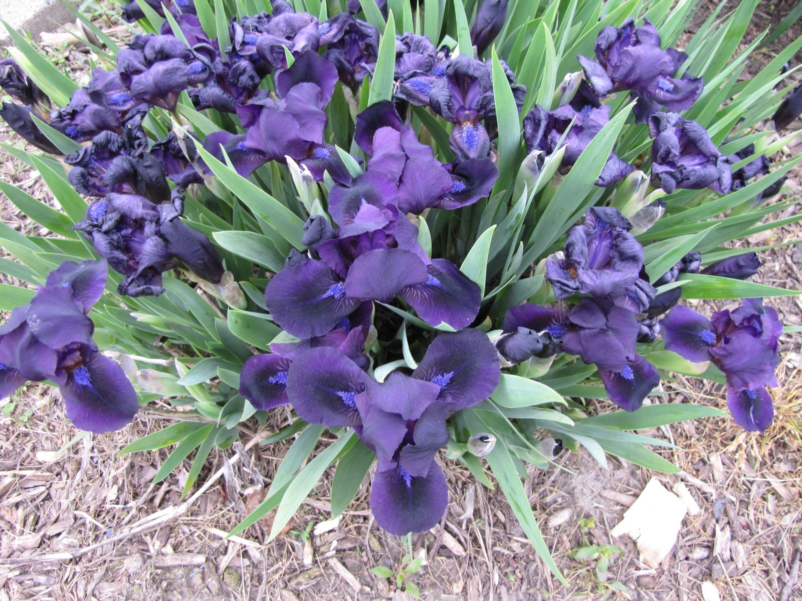 10 MINI IRIS Solid Very Dark purple live plants perennial bulb Freshly Dug