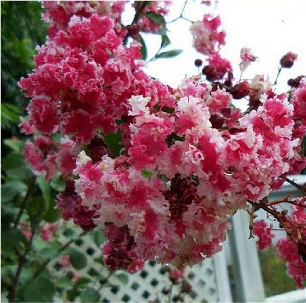 20 EXOTIC CRAPE MYRTLE SEEDS for garden flower house plant bush USA SELLER USPS