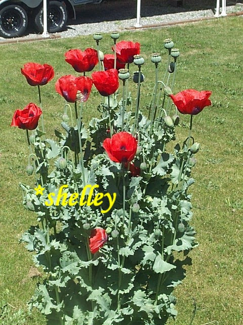 Best Seller! Tazzy Purple, Wizard Red, Afghan Pink Mix 10,000 seeds PoppyQueen👑