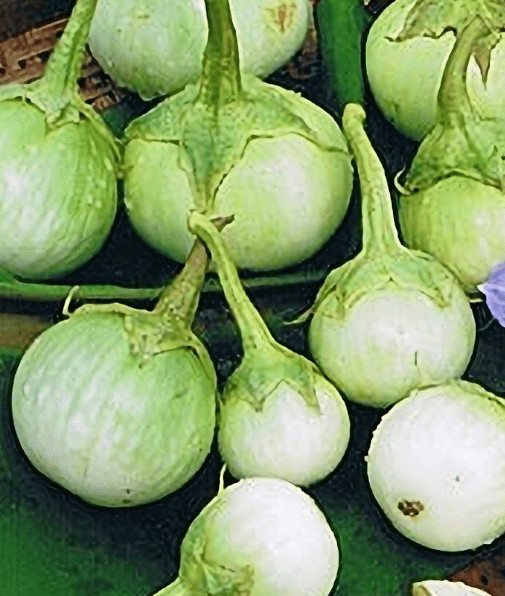 50+ SEEDS SWEET CRUNCHY FOR SALAD APPLE GREEN THAI EGGPLANT FRESH SEEDS, USA