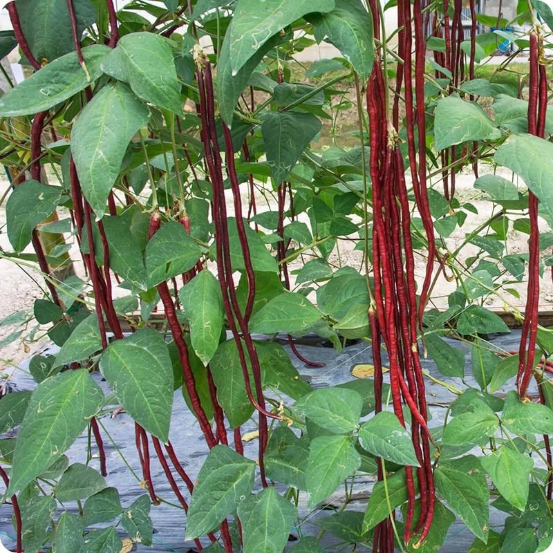 25+ Mixed Yard Long Bean Seeds Green or Purple Red Asian Chinese Long Bean Ve…
