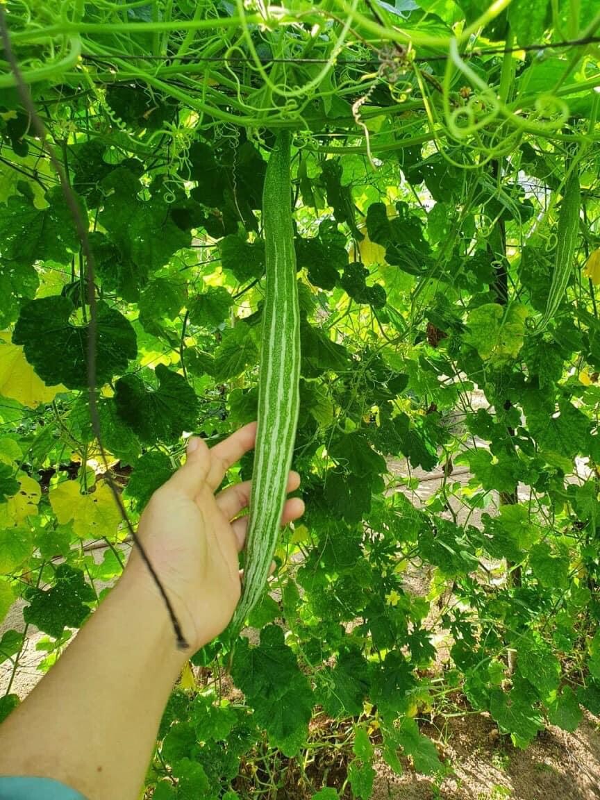 25 Buag Ngu Naga short snake serpent gourd seeds; non-GMO; Muop Lac Le Lặc Lè