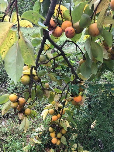 10 JAPANESE PERSIMMON TREE SEEDS (Diospyros Kaki) Asia Hardy Garden Fruit Plant