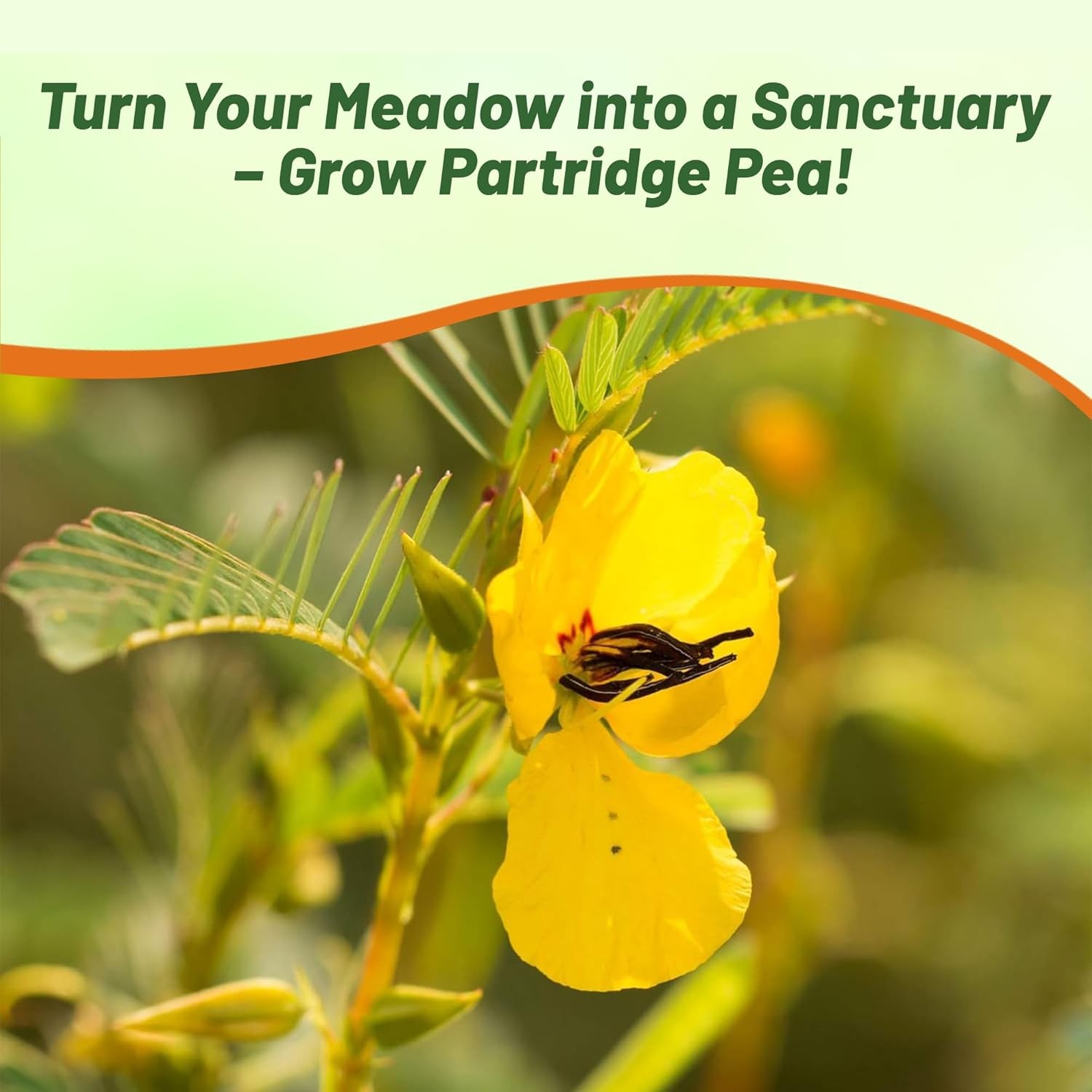 1000 Seeds Partridge Pea Seeds Drought Tolerant Wild Flower & Forage Seed