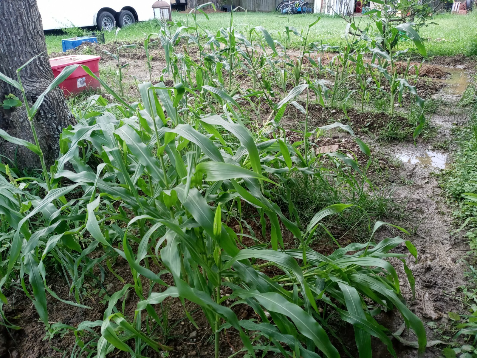 Bi-Licious Sweet Corn Hybrid Vegatable