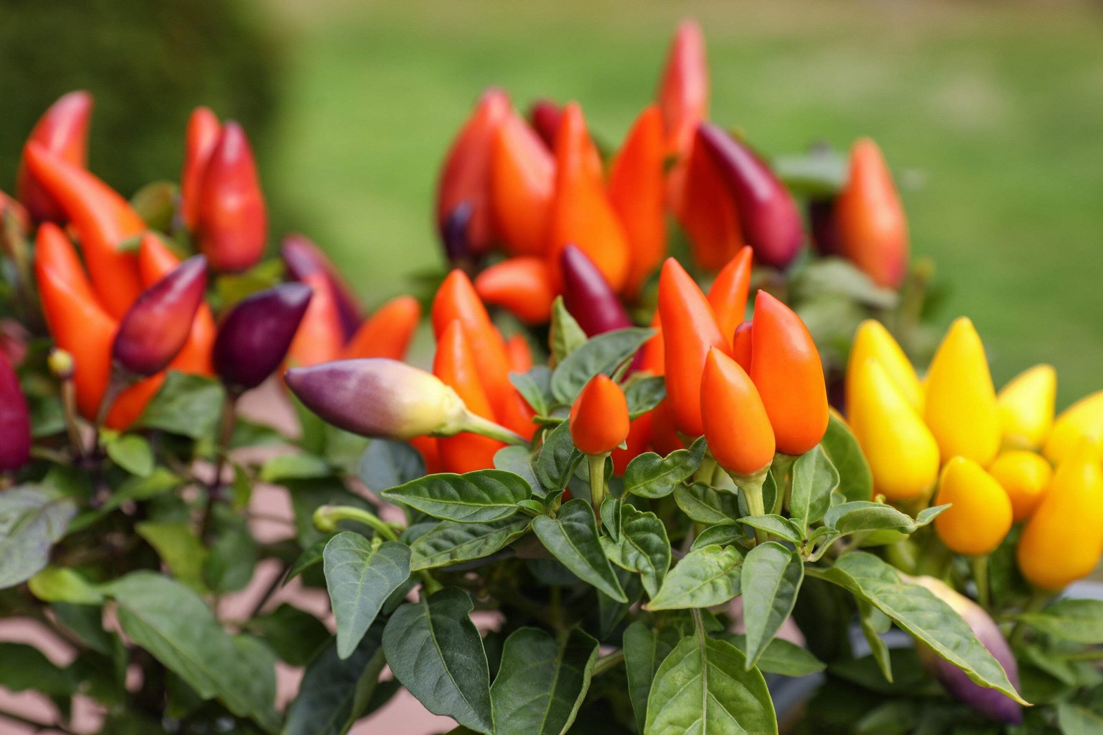 1000 Pcs Five Color Pepper Seeds Ornamental Hot Chili Heirloom Vegetable Garden