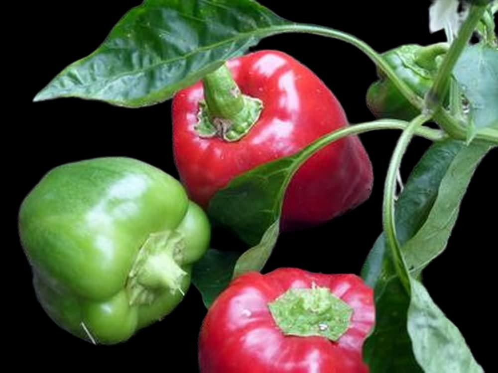Keystone Giant Pepper Seeds Disease Resistant 15 Seeds. Free Shipping!