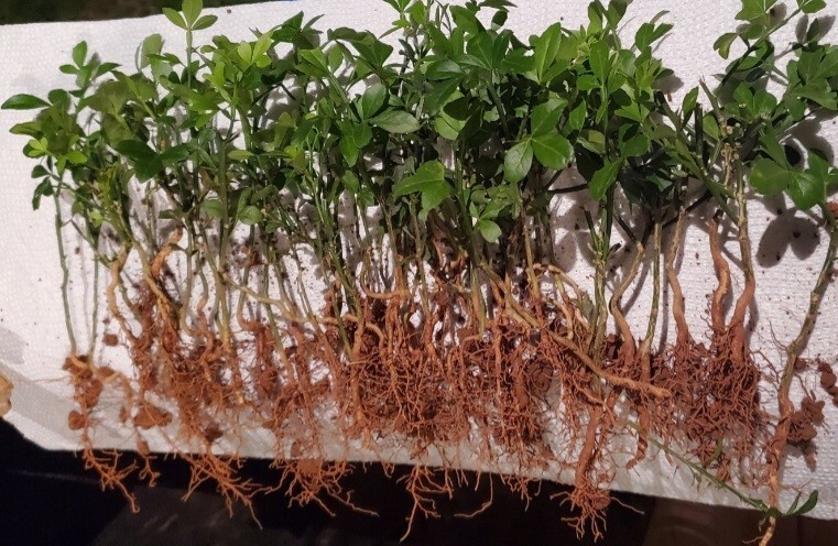 Poncirus Trifoliata Citrus Trifoliate Oranges (20 Ct) Year 2 Seedlings 6-10″ 🍊