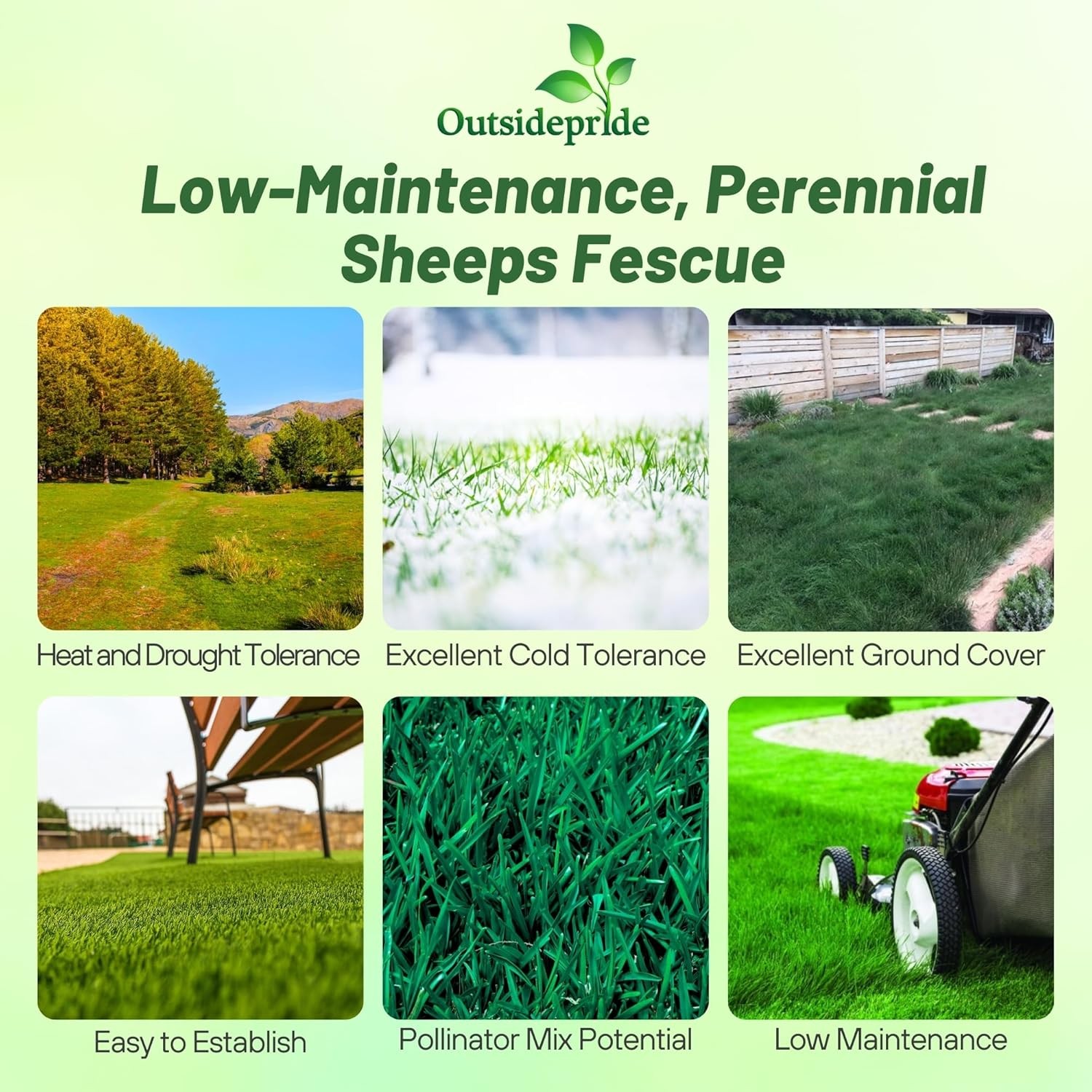 5 LBS – OptiGrowth Coated Sheeps Fine Fescue Xeriscaping Drought Tolerant