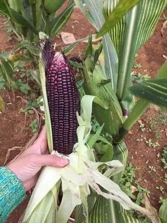 Purple Waxy Sticky Rice Corn Seeds Hạt Bắp Nếp Trắng Tím 1oz-100 Seeds Us Seller