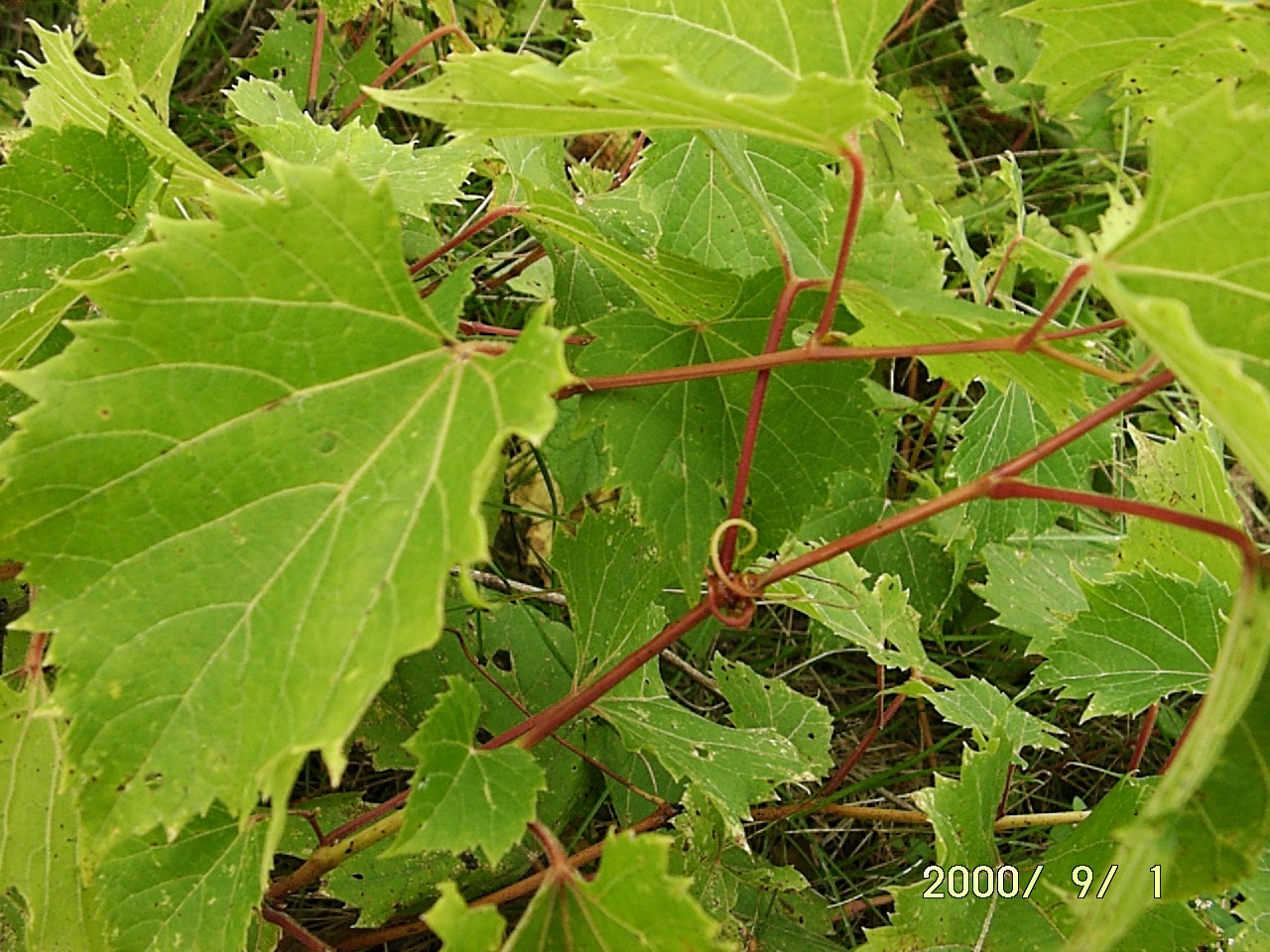 Riverbank Grape, Vitis riparia, Vine Seeds