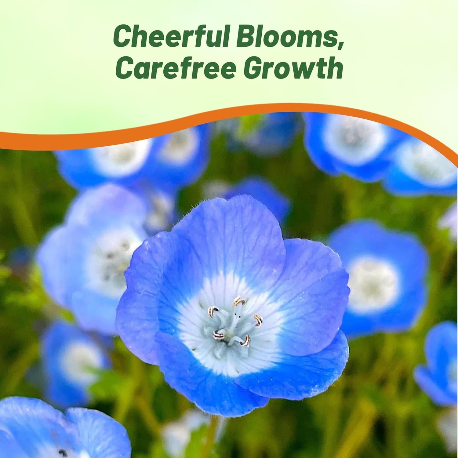 1000 Seeds Baby Blue Eyes Seed – Nemophila Menziesii Flower Seeds
