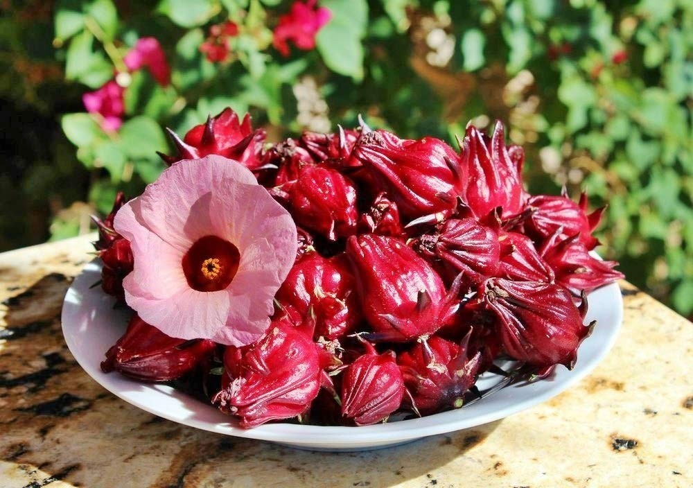Roselle ‘Jamaica Sorrel’ Asian Sour Leaf (Hibiscus)Seeds 🌺 20 Seeds