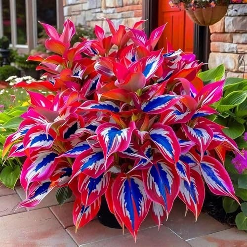 Hosta Seeds – 100 Rare White& Red Hosta with Blue Variations – Perennial Plants