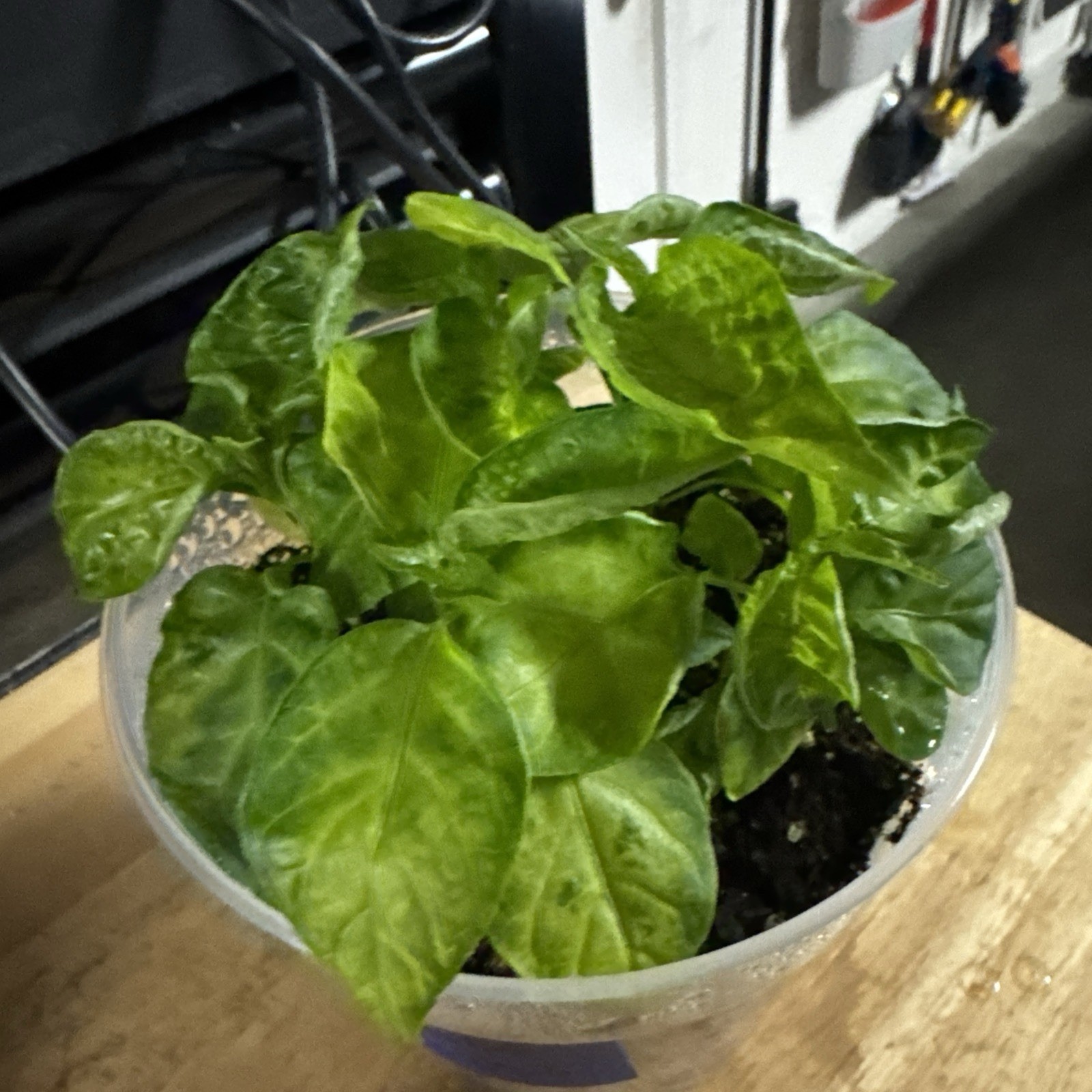 All Varieties!! 5 Pepper Plants!! 1 Type Per Container!! Ready To Ship!!