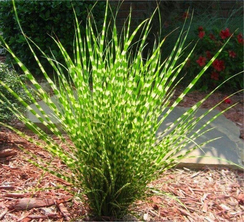 10+ ZEBRA GRASS Variegated Maiden Grass Miscanthus Sinensis Zebrinus Seeds