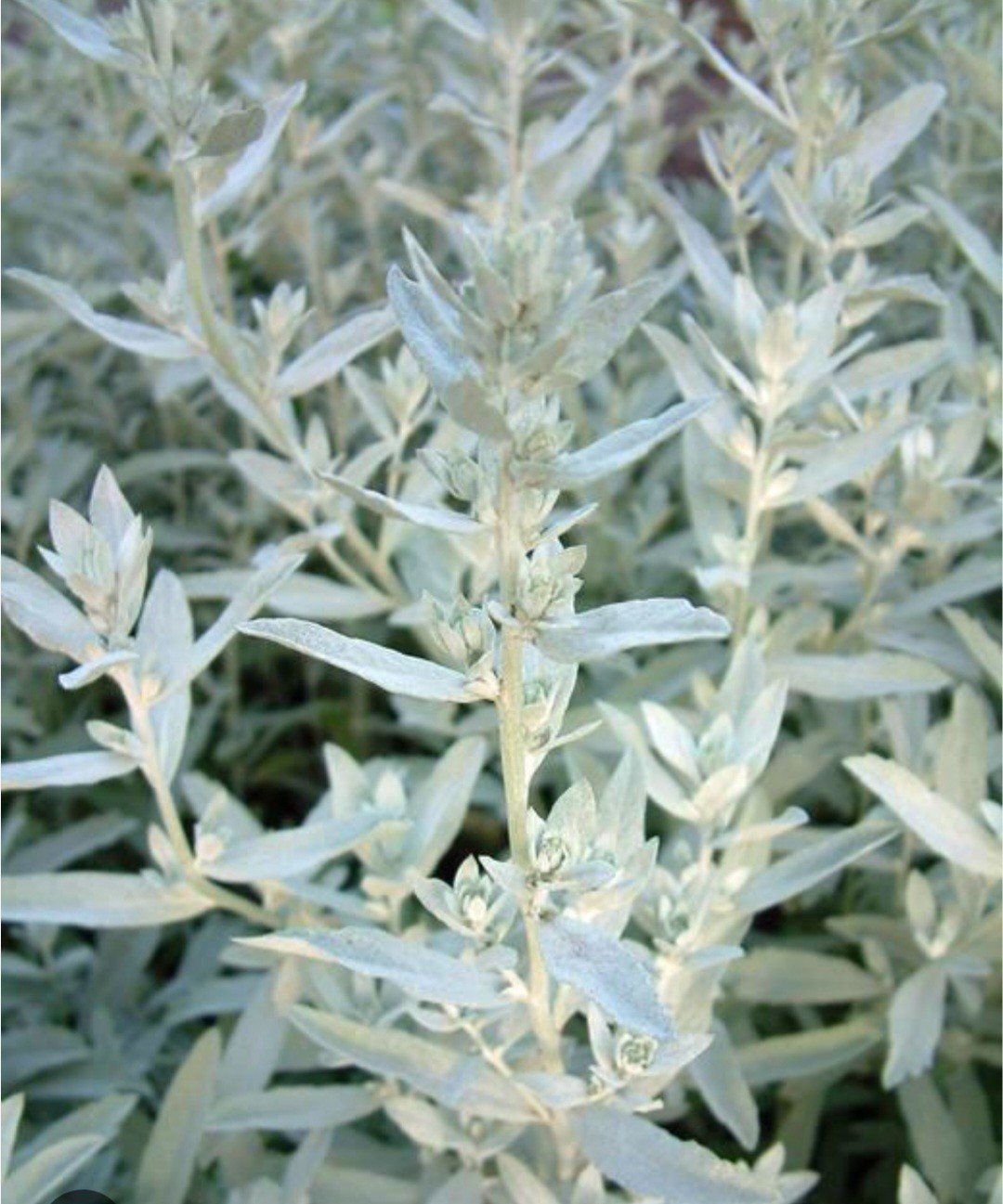 White Sagebrush Seeds (Artemisia ludoviciana)