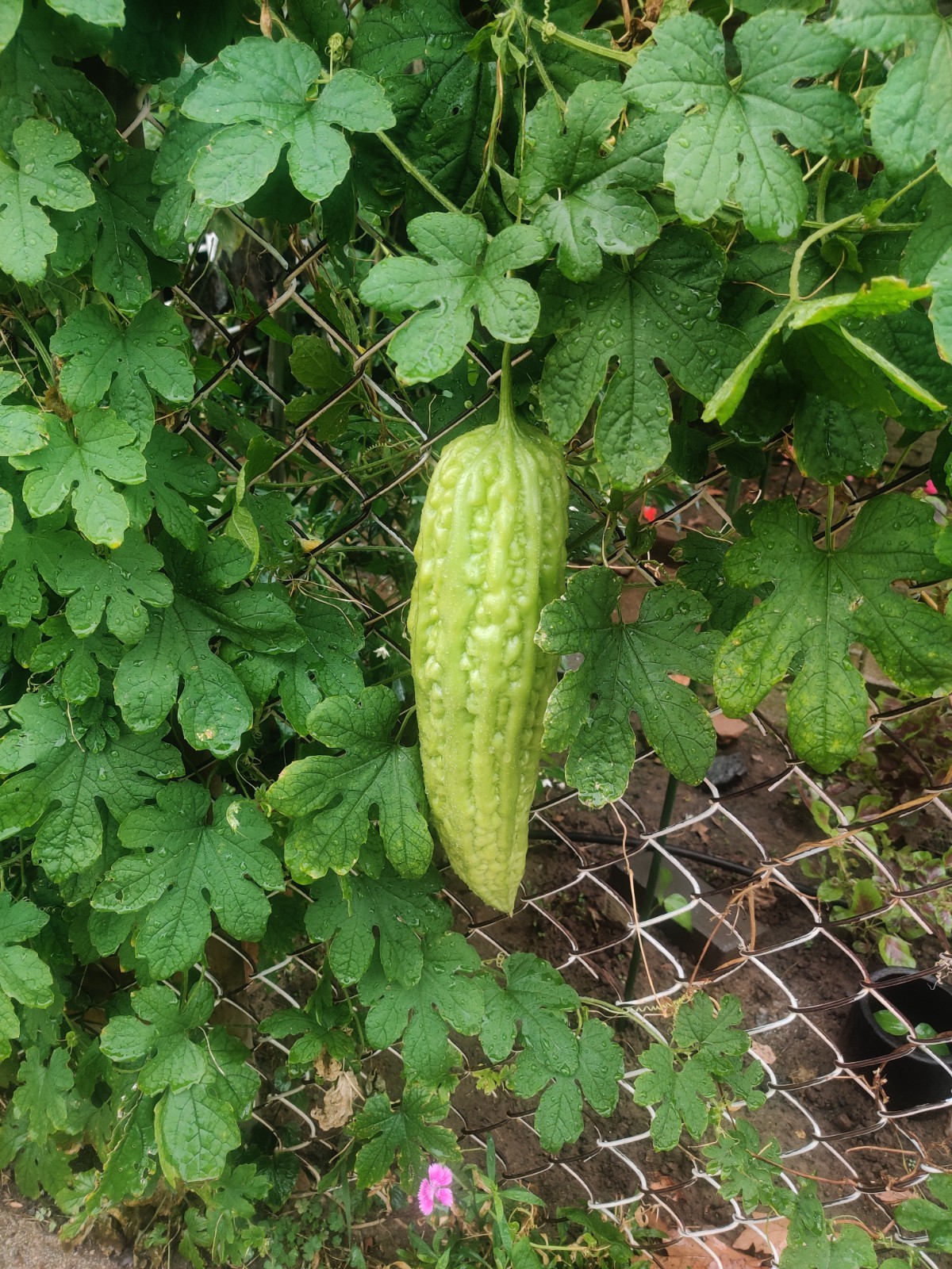 10+ Green Long Bitter Gourd seeds, Bitter melon, Ku Gua, Asian 苦瓜 2025