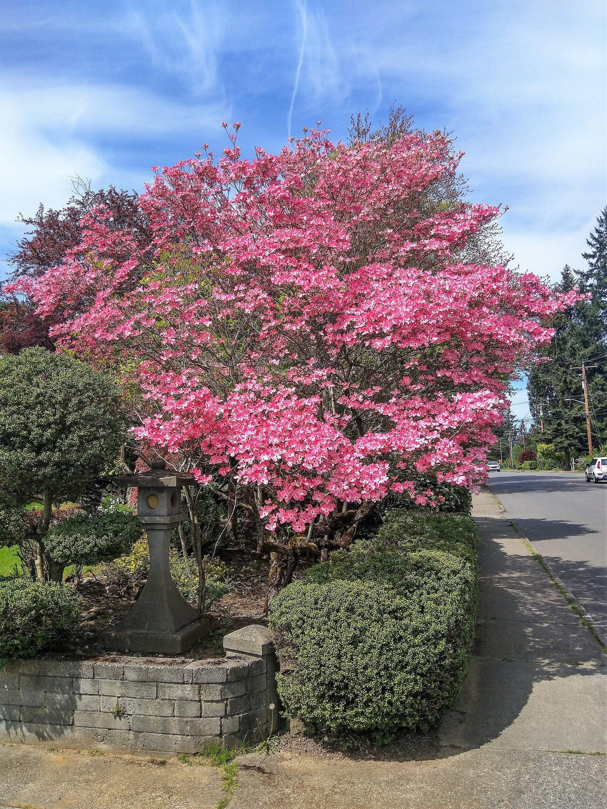 5 PINK FLOWERING DOGWOOD Tree Cornus Florida Rubra Native Ornamental Tree Seeds