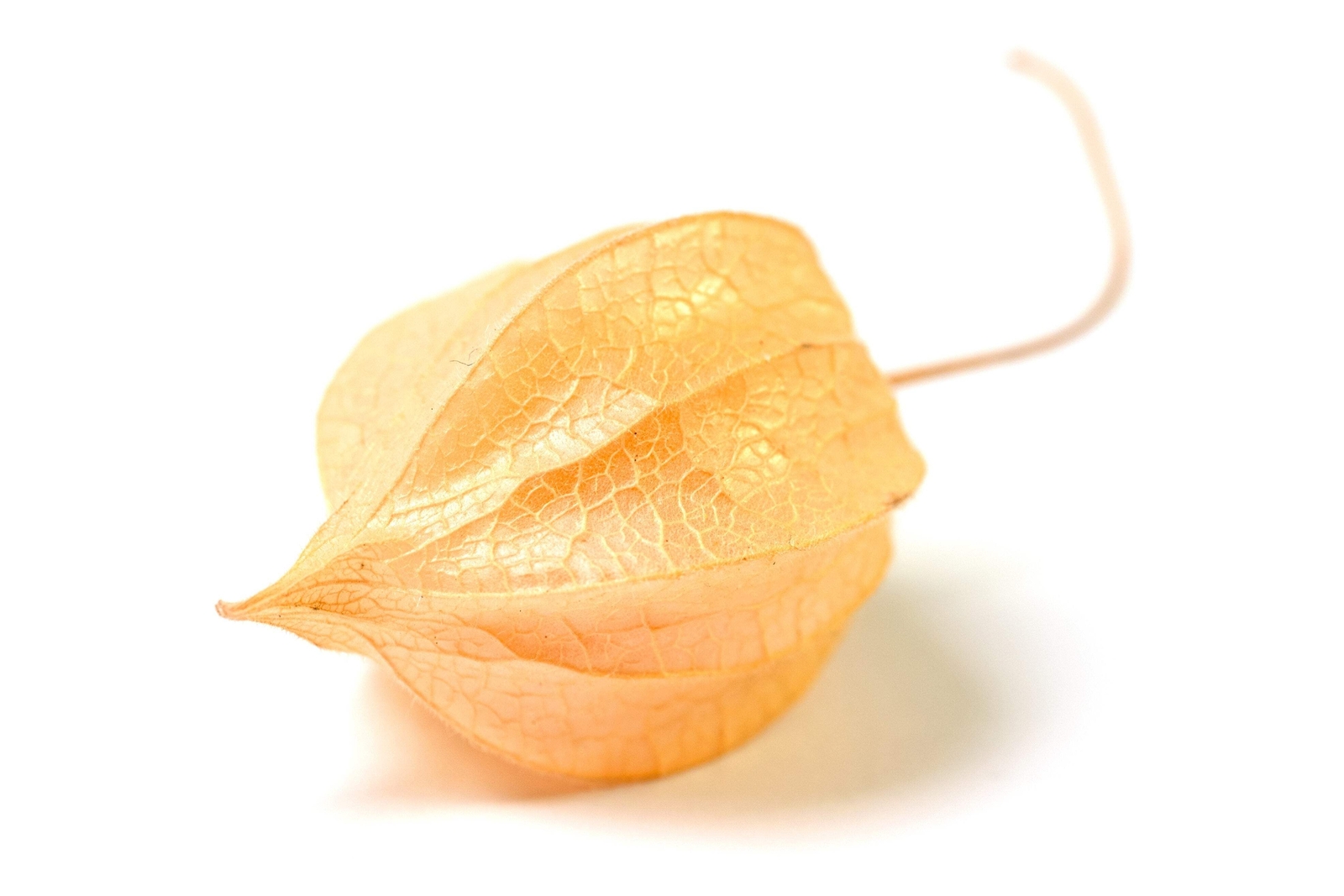 200 Organic GROUND CHERRY Physalis Pruinosa Golden Strawberry Vegetable Seeds