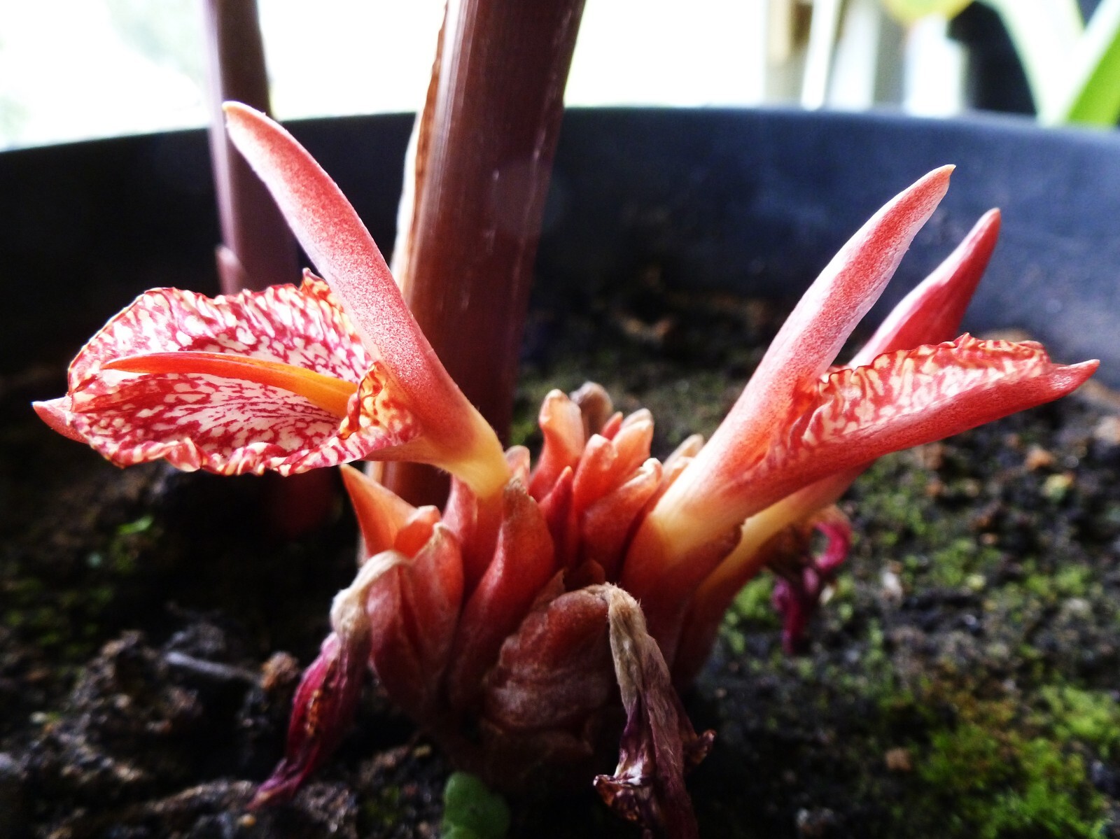 Bengal Ginger -Zingiber rubens- 10 Seeds