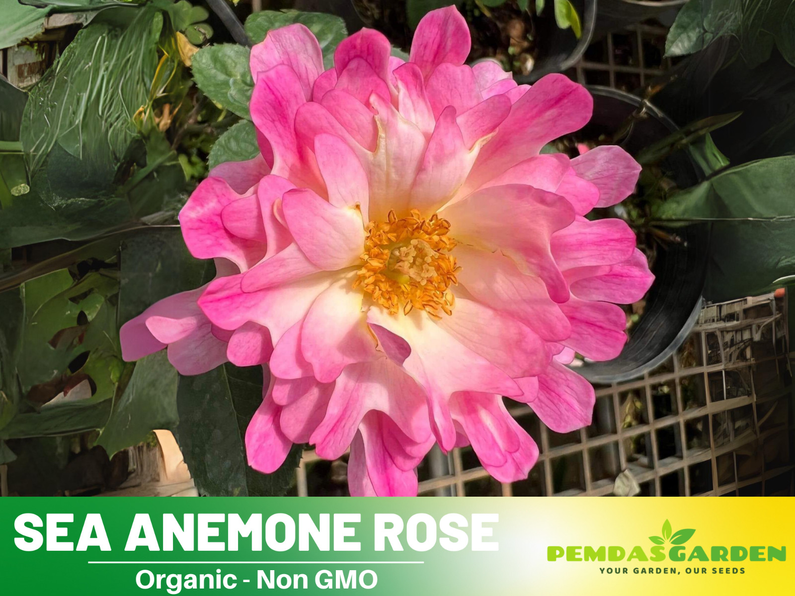 30+ Seeds| Sea Anemone Perennial Rose Seeds
