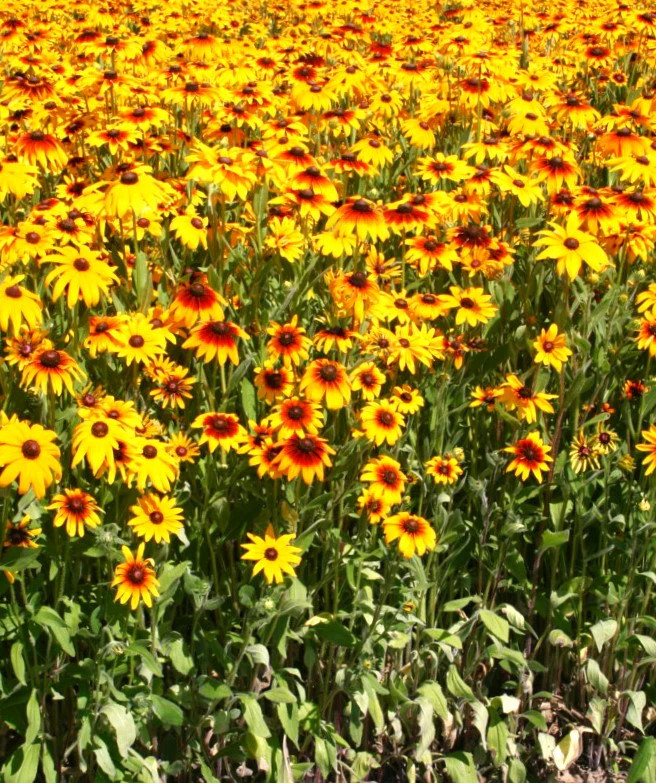 Gloriosa Daisy Flower Seeds | Rudbeckia Yellow Orange Perennial Flower Seed 2024