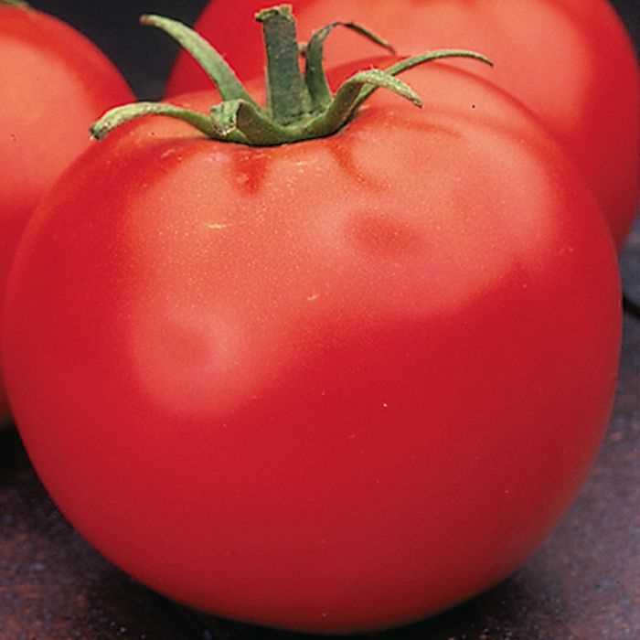 Celebrity Tomato Seeds (F1 Hybrid) | 10 Seeds | Non-GMO | Free Shipping | 1029