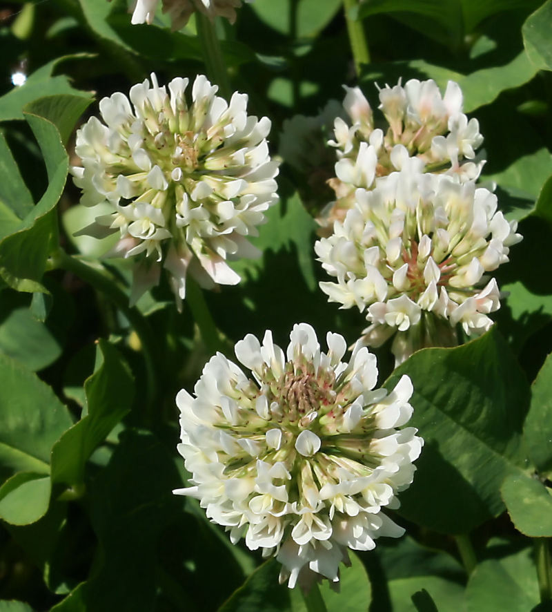 White “Ladino” Clover Seed. Feed Bees, Food Plots, Non GMO. Pasture Forage!