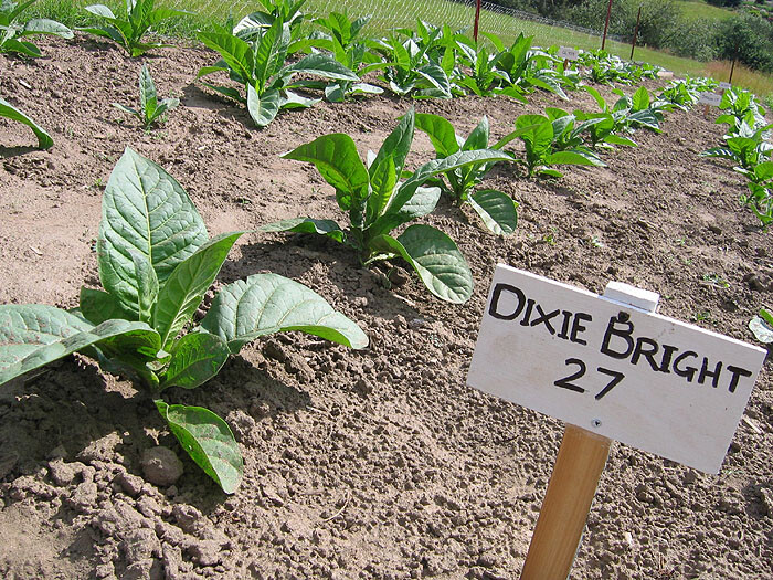 1000 Dixie Bright 27 Tobacco Seeds ~ Heirloom Nicotiana Tabacum ~ Fast grow