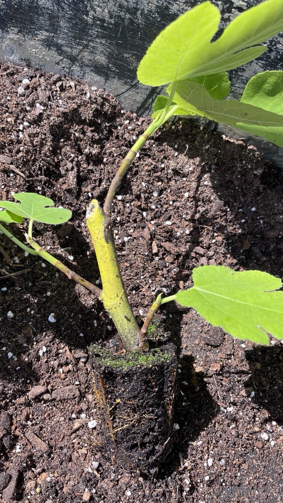 Fig Tree White Marseilles Plant well rooted starter plant 3-5 inches tall
